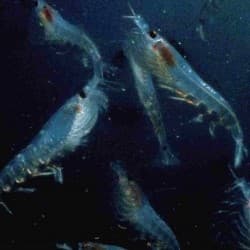Andrew O'Neill: A Short, Aggressive Lecture On Krill. Then Jokes