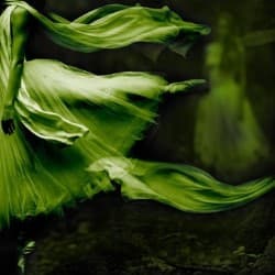 La Sylphide: The Coven of Desire