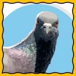 Pigeon Syndrome